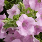 250X Seeds Evening Primrose Flower Seeds Plant Home Garden #lpau