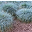 50X Seeds Festuca Glauca Blue Select Flower Seeds Plant Home Garden #lpau