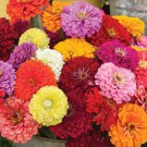 110X Seeds Zinnia, Giant California Flower Seeds Plant Home Garden #lpau