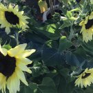 20X Seeds Lemon Bling Sunflowers Flower Seeds Plant Home Garden #lpau