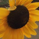 20X Seeds Velvet Queen Orange Sunflowers Flower Seeds Plant Home Garden #lpau