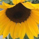 20X Seeds Happy Face Sunflower Flower Seeds Plant Home Garden #lpau