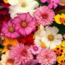 250X Seeds Cottage Flower Mix flowers all year round Flower Seeds Plant Home Garden #lpau