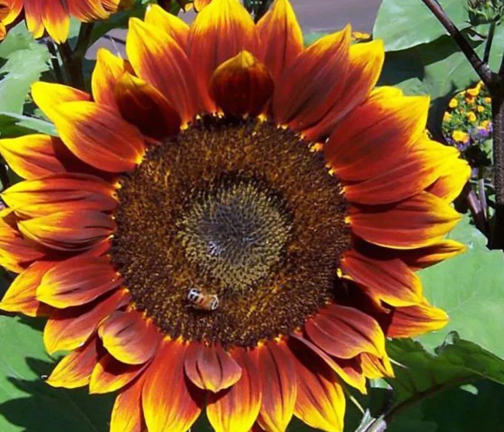 20X Seeds Ruby Passion Sunflower Flower Seeds Plant Home Garden #lpau