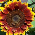 20X Seeds Ruby Passion Sunflower Flower Seeds Plant Home Garden #lpau