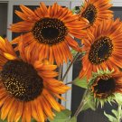 20X Seeds Choc Cherry Sunflower Flower Seeds Plant Home Garden #lpau