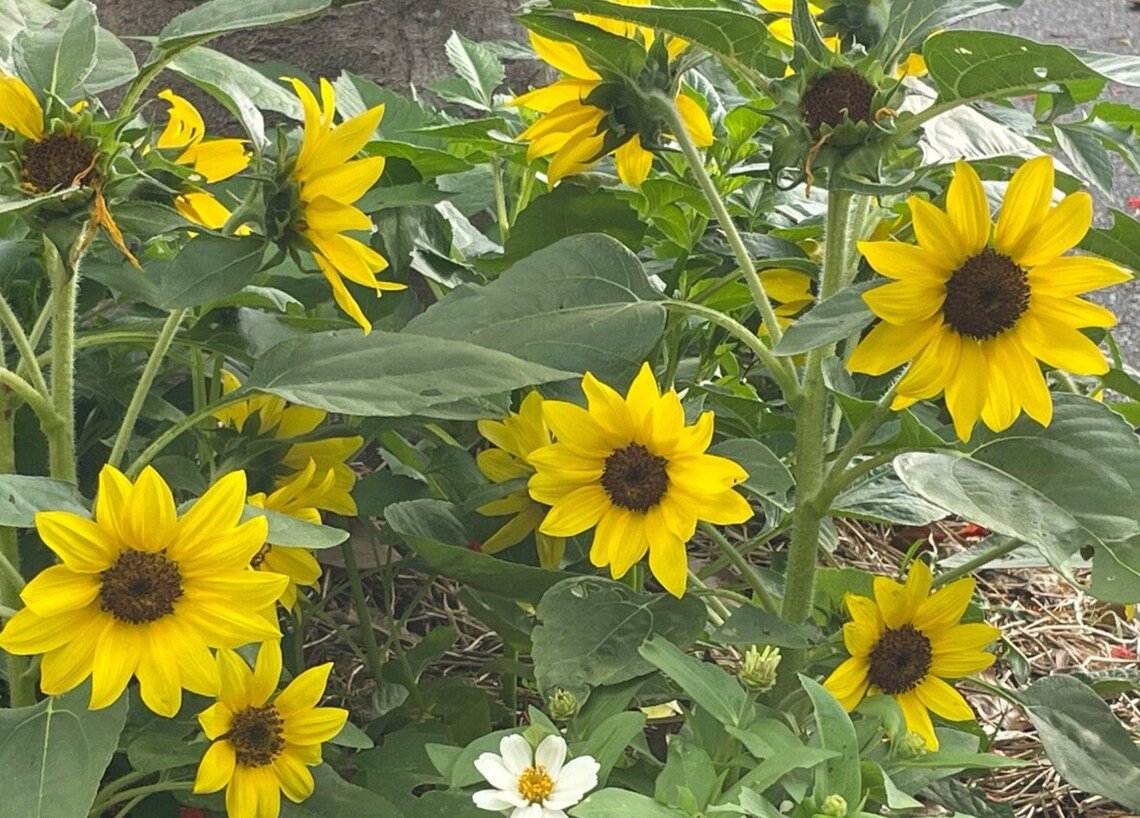 Dwarf Sensation Sunflower Flower Seeds Plant Home Garden #lpau