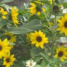 Dwarf Sensation Sunflower Flower Seeds Plant Home Garden #lpau