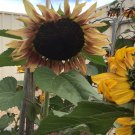 15X Seeds Pro Cut Plum Sunflowers Flower Seeds Plant Home Garden #lpau
