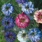 100X Seeds Nigella’s Double Flowering gorgeous Flower Seeds Plant Home Garden #lpau