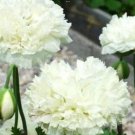 150X Seeds Double Cream Peony Giant Poppy Flower Seeds Plant Home Garden #lpau