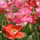 200X Seeds Shirley Poppy Flower Seeds Plant Home Garden #lpau