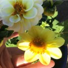 25X Seeds Pom Pom Flower Seeds Plant Home Garden #lpau