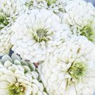 Zinnia Polar Bears Flower Seeds Plant Home Garden #lpau