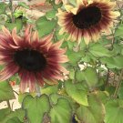 20X Seeds Strawberry Blonde Sunflower Flower Seeds Plant Home Garden #lpau