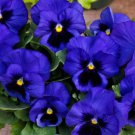 50X Seeds Swiss Pansy Flower Seeds Plant Home Garden #lpau