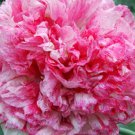 200X Seeds Giant Poppy Peony Antique Flemish Flower Seeds Plant Home Garden #lpau