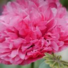 250X Seeds Peony Poppy Pink Flower Seeds Plant Home Garden #lpau