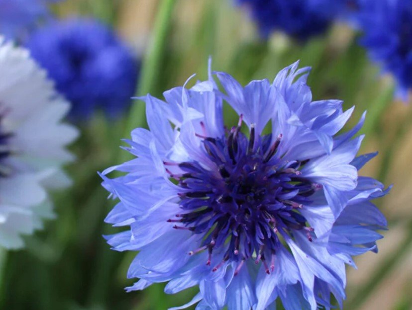 100X Seeds Cornflower, Blue Boy Flower Seeds Plant Home Garden #lpau