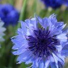100X Seeds Cornflower, Blue Boy Flower Seeds Plant Home Garden #lpau