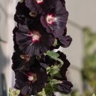 25X Seeds Hollyhock Henry the Eighth Variety Flower Seeds Plant Home Garden #lpau