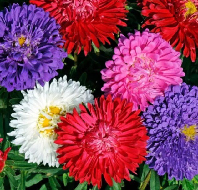 100X Seeds Aster Crego Mix Flower Seeds Plant Home Garden #lpau