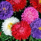 100X Seeds Aster Crego Mix Flower Seeds Plant Home Garden #lpau