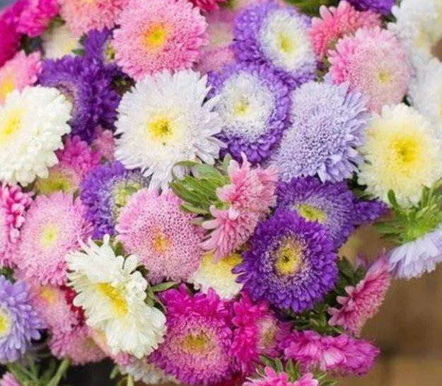 80X Seeds Aster Tall China Mix Flower Seeds Plant Home Garden #lpau