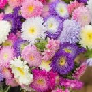 80X Seeds Aster Tall China Mix Flower Seeds Plant Home Garden #lpau