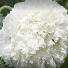 200X Seeds Giant Double Cream Peony Poppy Flower Seeds Plant Home Garden #lpau