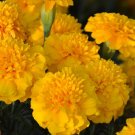 60X Seeds Marigold Flower Seeds Plant Home Garden #lpau