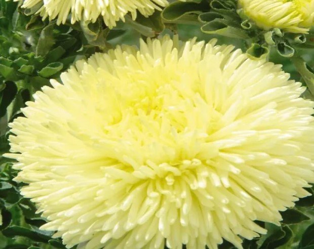 75X Seeds Aster Osterich Feather Flower Seeds Plant Home Garden #lpau