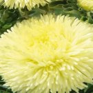 75X Seeds Aster Osterich Feather Flower Seeds Plant Home Garden #lpau