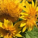 20X Seeds Lemonade Sunflower Flower Seeds Plant Home Garden #lpau