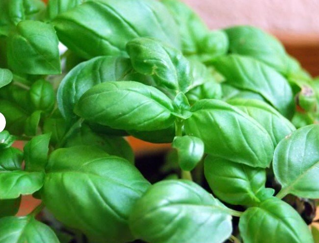 150X Seeds Basil Seeds Genova Herb Seeds Plant Home Garden #lpau