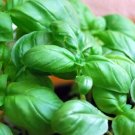 150X Seeds Basil Seeds Genova Herb Seeds Plant Home Garden #lpau