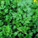 100X Seeds PARSLEY Italian Flat Leaf Herb Seeds Plant Home Garden #lpau