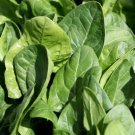 100X Seeds BABY SPINACH Vegetable Seeds Plant Home Garden #lpau