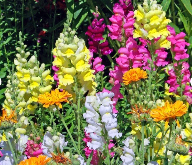 350X Seeds SNAPDRAGON Mixed Colours Flower Seeds Plant Home Garden #lpau