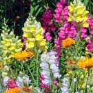 350X Seeds SNAPDRAGON Mixed Colours Flower Seeds Plant Home Garden #lpau