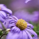 300X Seeds Brachyscome iberidifolia Swan River Diasy Flower Seeds Plant Home Garden #lpau