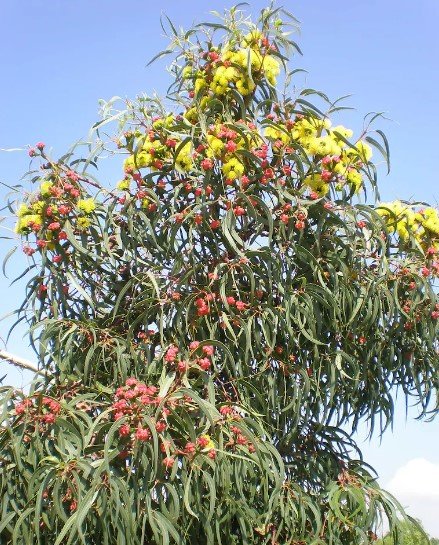 10X Seeds Eucalyptus erythrocorys Flower Seeds Plant Home Garden #lpau