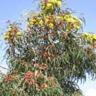10X Seeds Eucalyptus erythrocorys Flower Seeds Plant Home Garden #lpau