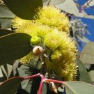 100X Seeds Eucalyptus woodwardii Lemon Flowered Gum Flower Seeds Plant Home Garden #lpau