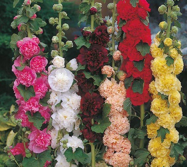 20X Seeds Hollyhock Chaters Double Mixed Flower Seeds Plant Home Garden #lpau