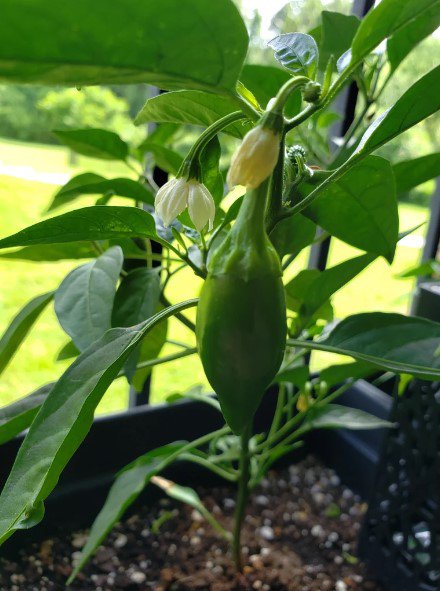 20X Seeds Jalapeno CHILLI Vegetable Seeds Plant Home Garden #lpau