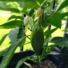 20X Seeds Jalapeno CHILLI Vegetable Seeds Plant Home Garden #lpau
