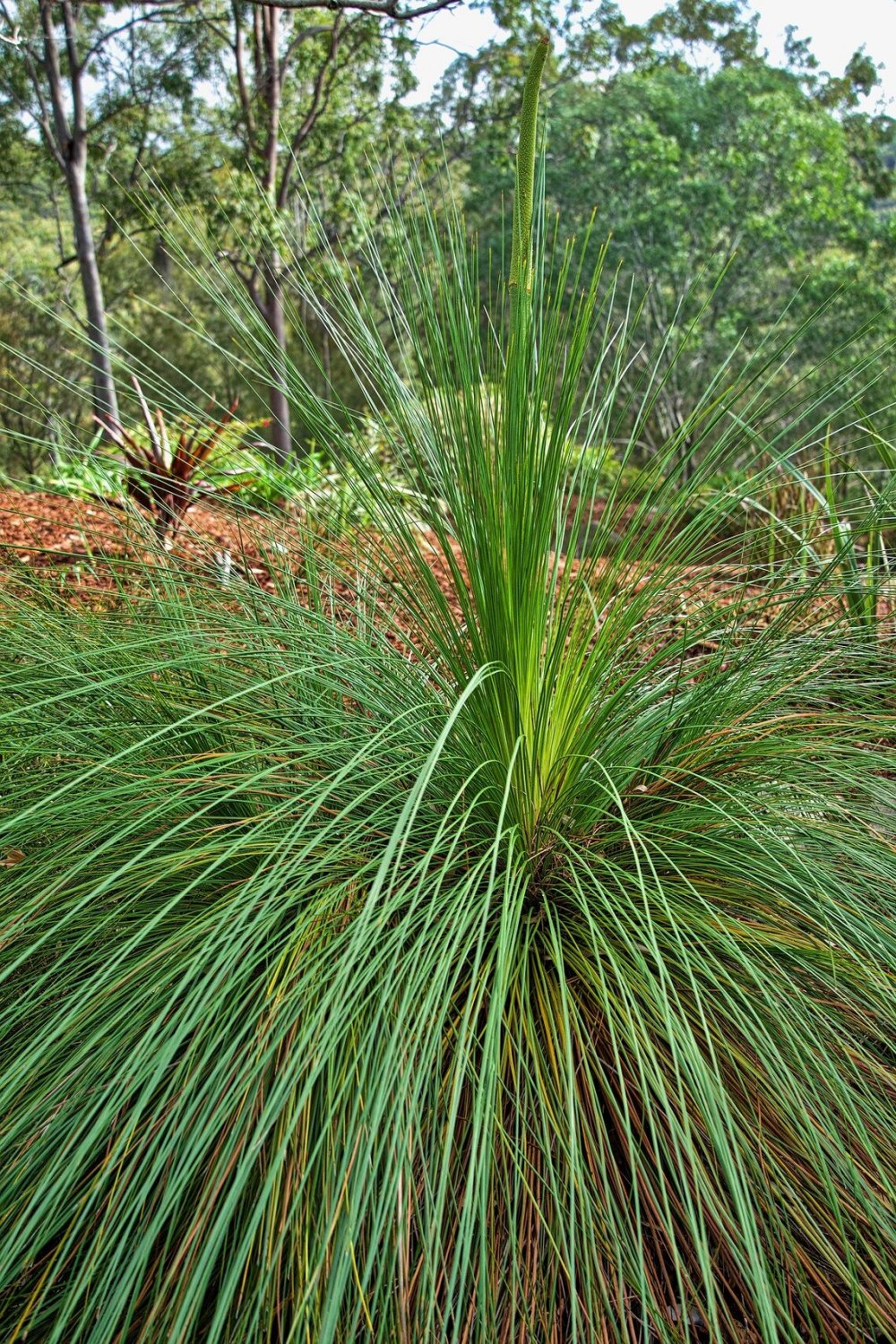 10X Seeds Grass Tree Seeds (Xanthorrhoea preissii) Balga Seeds Plant Home Garden #lpau