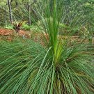 10X Seeds Grass Tree Seeds (Xanthorrhoea preissii) Balga Seeds Plant Home Garden #lpau
