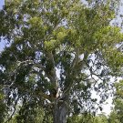 100X Seeds Eucalyptus camaldulensis (River red gum) Seeds Plant Home Garden #lpau